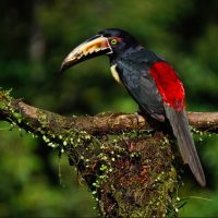 Aprobado “amicus curiae” en arbitraje de Costa Rica contra Infinito Gold
