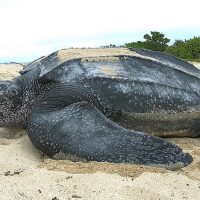 La tortuga baula en el centro de un arbitraje