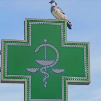 Un juez canadiense envía a arbitraje demanda de farmacéutica panameña