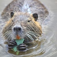 Dos arbitrajes y la defensa de la nutria frenan la construcción de central en Perú