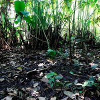 Ecuador busca anular el laudo del arbitraje con Chevron
