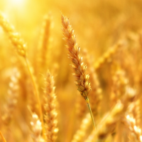 Gramercy consigue 100M$ de los 1,8B$ reclamados a Perú sobre fondos agrarios