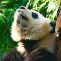 El Panda Gigante y el arbitraje entre China y dos mineras de Singapur