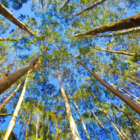 Chile: Sigdo Koppers reclama más de 307 M$ a Celulosa Arauco