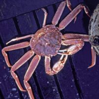 Inversor moldavo amenaza con arbitraje a España por revocación de permiso de pesca